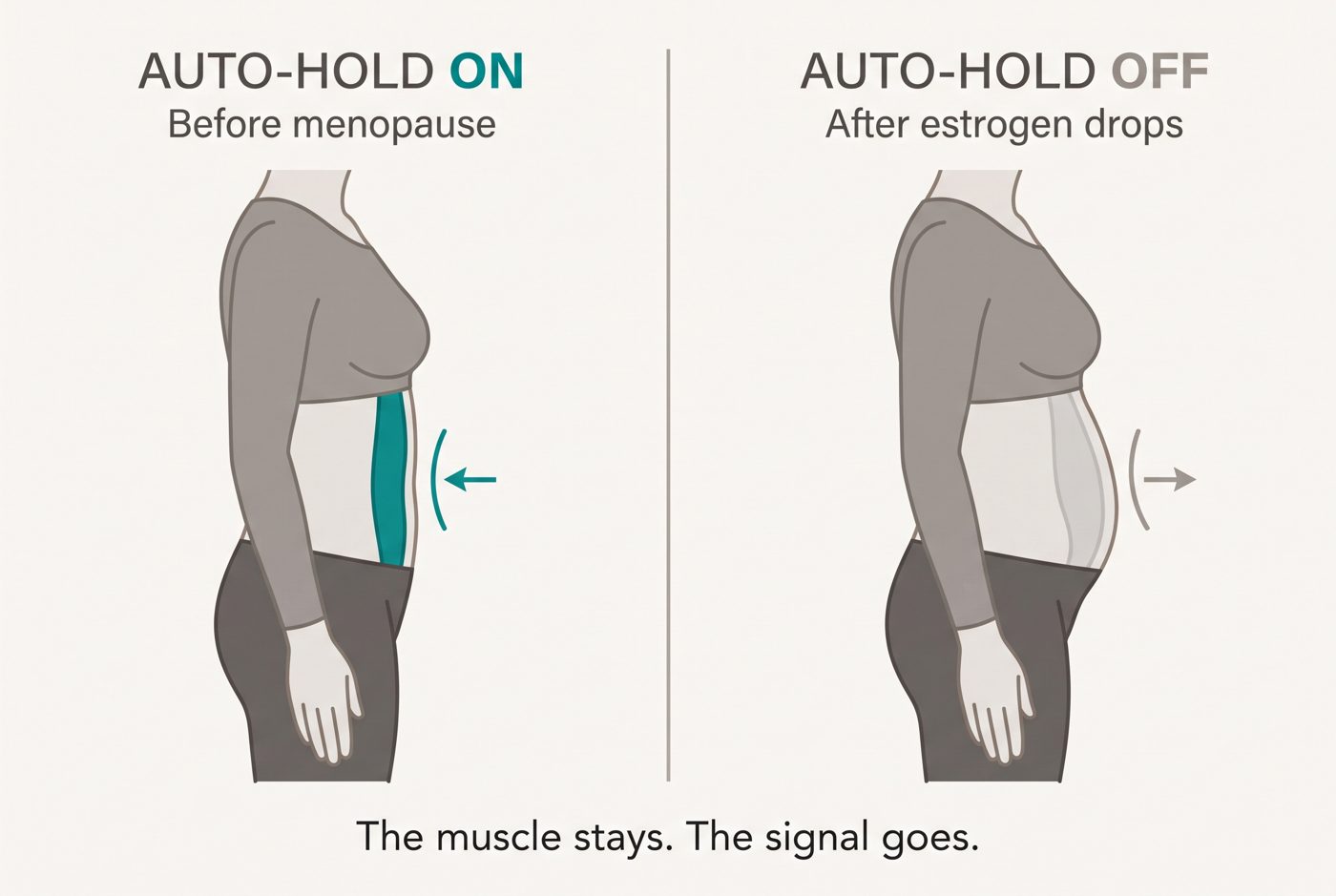 Two panels: auto-hold on before menopause, auto-hold off after estrogen drops